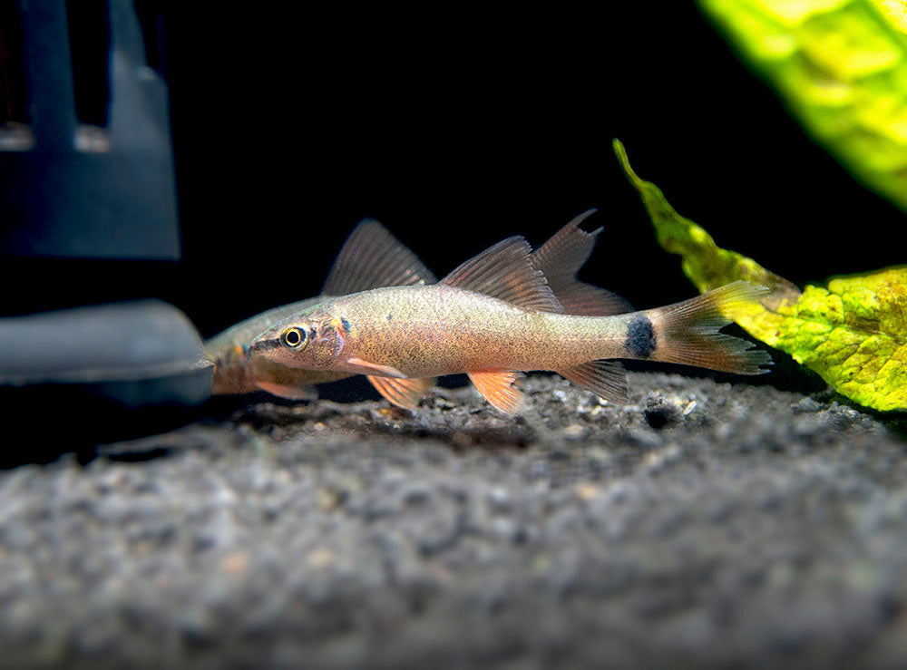 Rainbow Shark (Epalzeorhynchos frenatum), Tank-Bred!