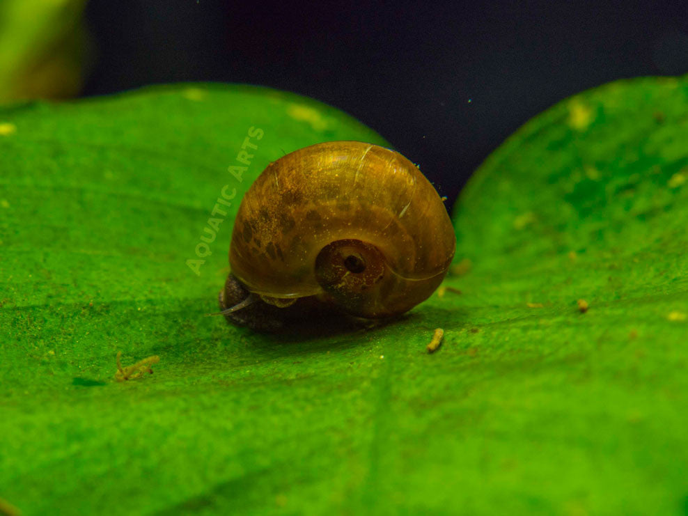 Brown Ramshorn Snails (1/4" to 1")