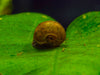 Brown Ramshorn Snails (1/4
