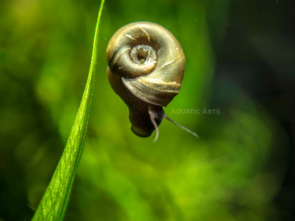 Brown Ramshorn Snails (1/4" to 1")