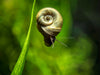 Brown Ramshorn Snails (1/4