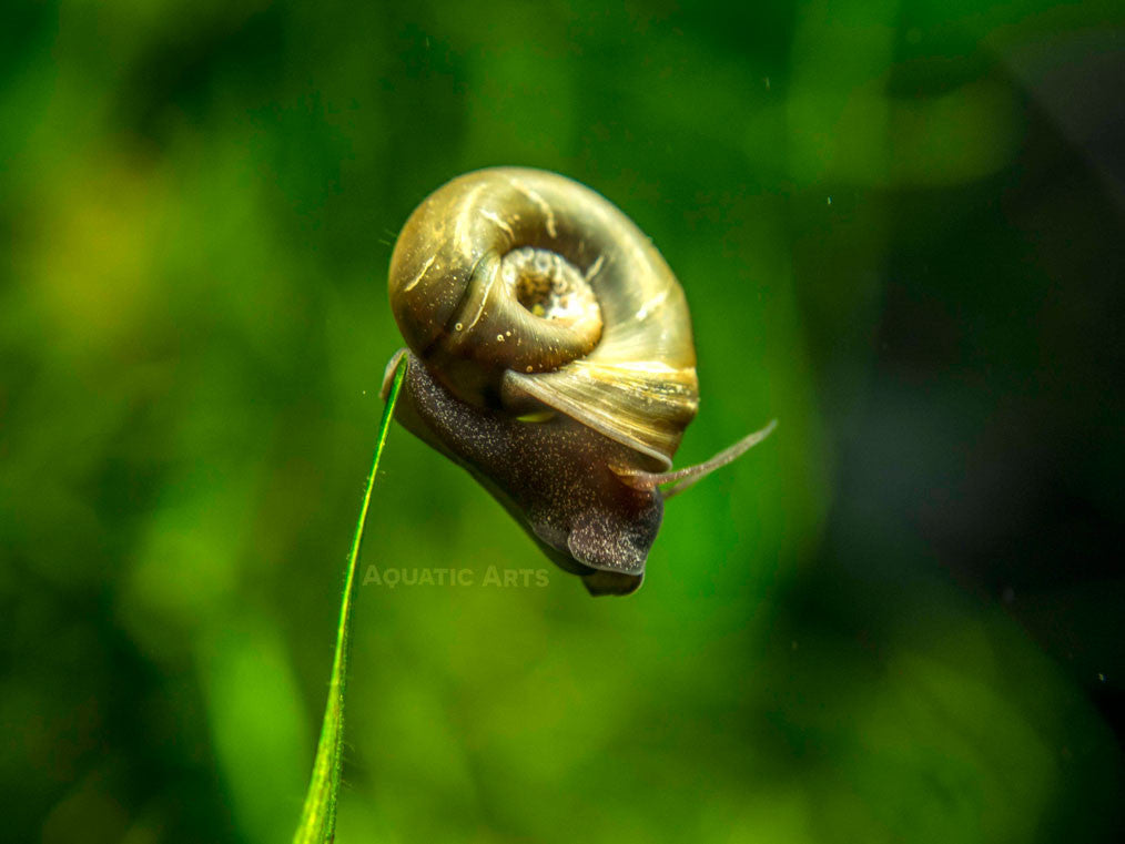 Brown Ramshorn Snails (1/4" to 1")