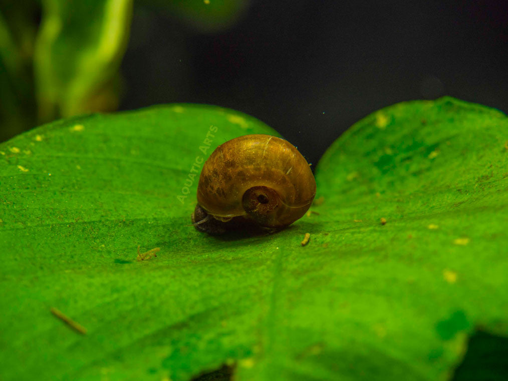 Brown Ramshorn Snails (1/4" to 1")