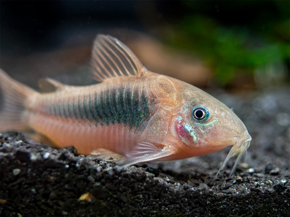 Red Aeneus Cory Catfish (Corydoras aeneus), TANK-BRED!!!