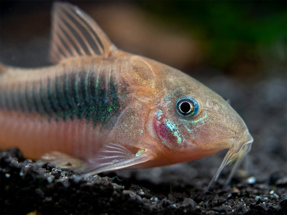 Red Aeneus Cory Catfish (Corydoras aeneus), TANK-BRED!!!
