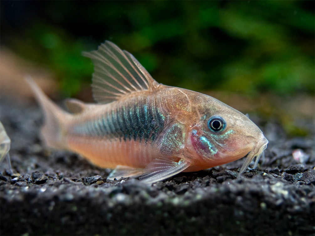 Red Aeneus Cory Catfish (Corydoras aeneus), TANK-BRED!!!