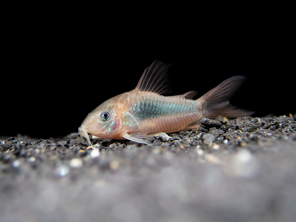 Red Aeneus Cory Catfish (Corydoras aeneus), TANK-BRED!!!