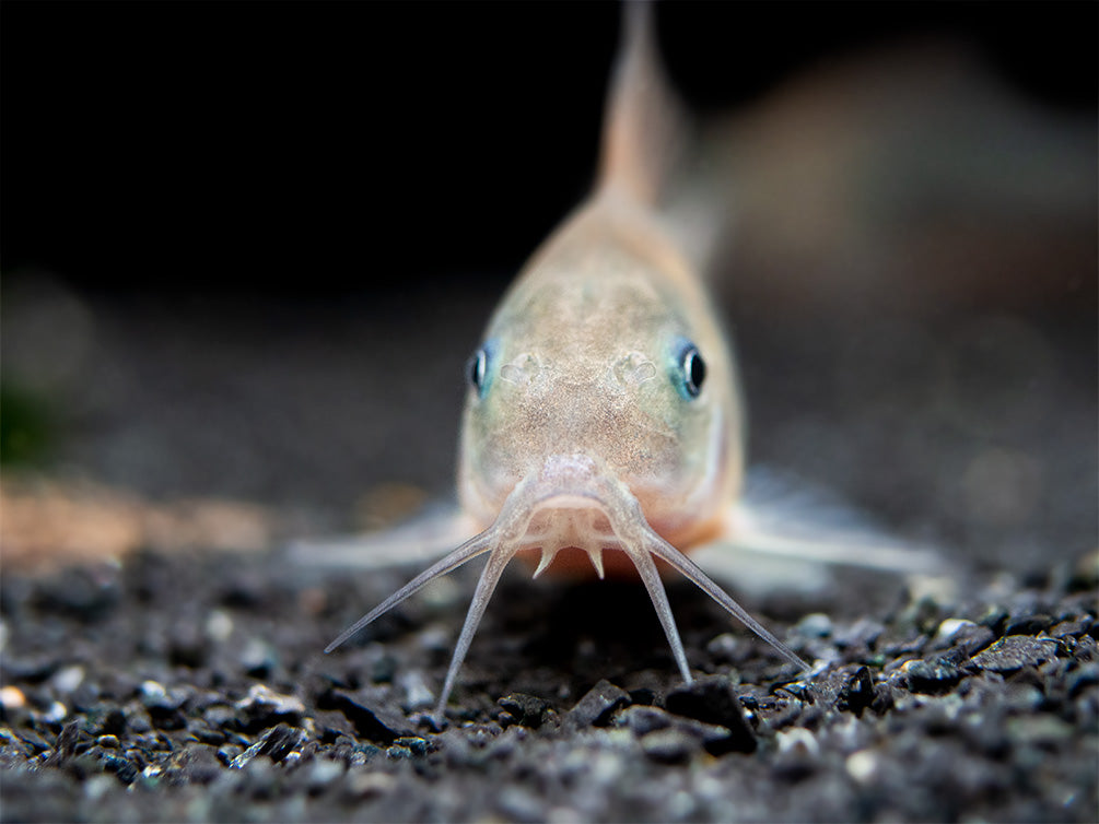 Red Aeneus Cory Catfish (Corydoras aeneus), TANK-BRED!!!