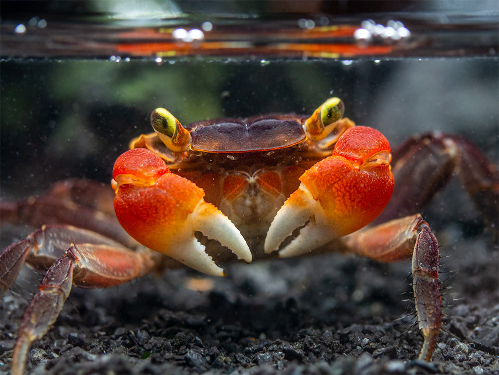 Red Apple AKA Chameleon Crab (Metasesarma aubryi)