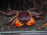 Red Apple AKA Chameleon Crab (Metasesarma aubryi)