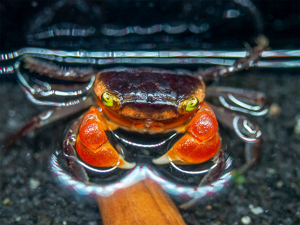 Red Apple AKA Chameleon Crab (Metasesarma aubryi)