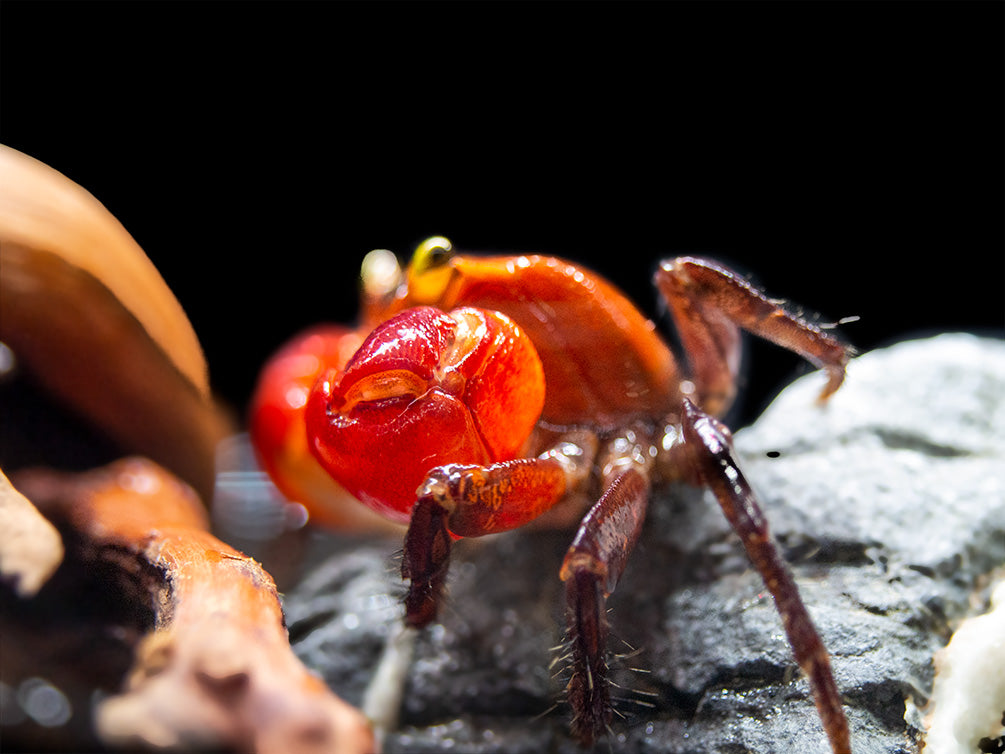 Red Apple AKA Chameleon Crab (Metasesarma aubryi)