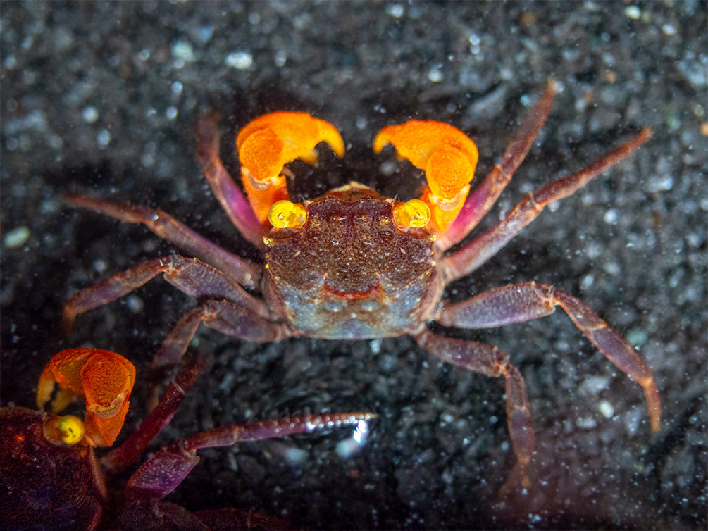 Red Arm Vampire Crab (Geosesarma sp.)