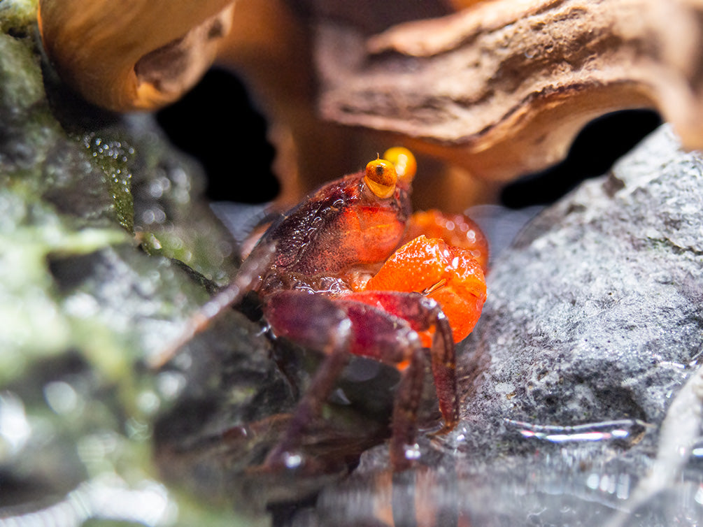 Red Arm Vampire Crab (Geosesarma sp.)