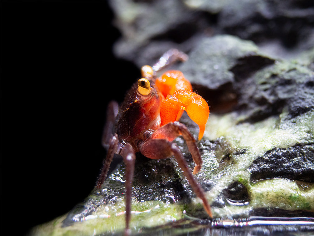 Red Arm Vampire Crab (Geosesarma sp.)