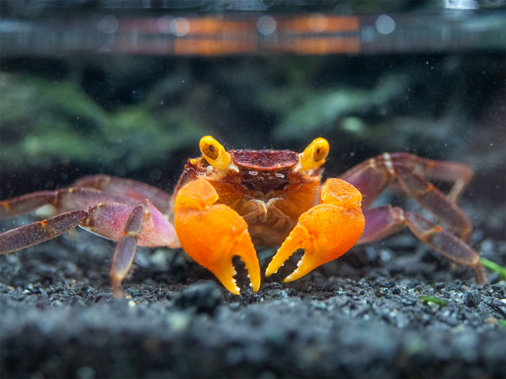 Red Arm Vampire Crab (Geosesarma sp.)