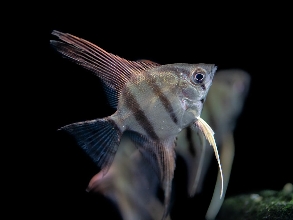 Redback Amapa Angelfish (Pterophyllum scalare) - TANK-BRED!!!