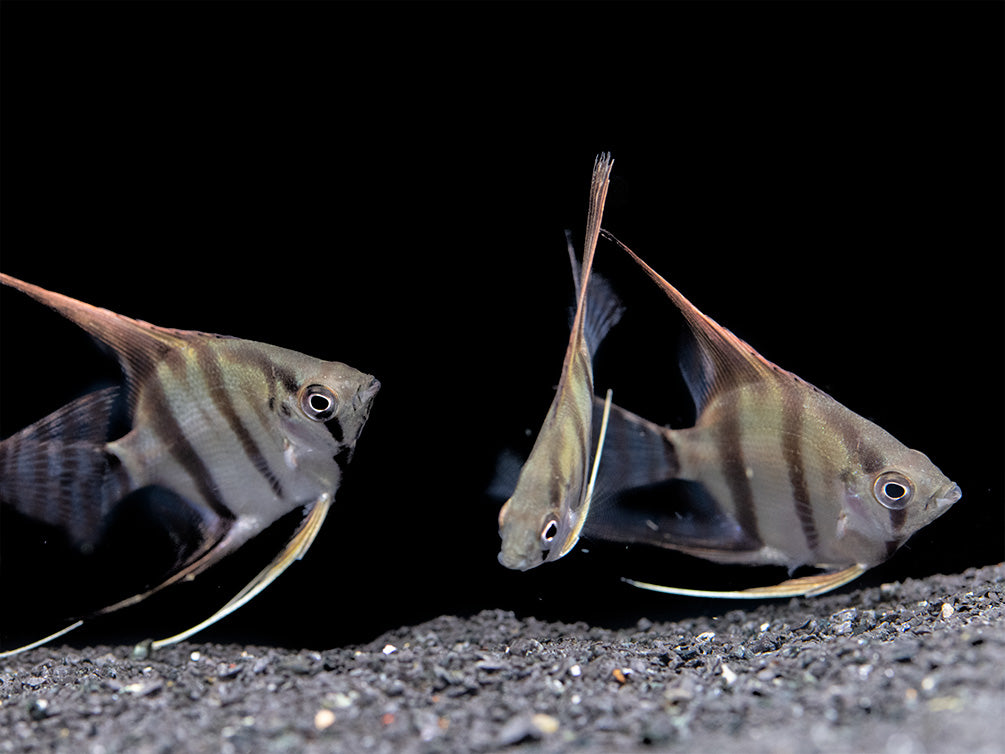 Redback Amapa Angelfish (Pterophyllum scalare) - TANK-BRED!!!