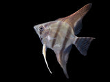 Redback Amapa Angelfish (Pterophyllum scalare) - TANK-BRED!!!