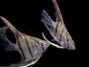 Redback Amapa Angelfish (Pterophyllum scalare) - TANK-BRED!!!