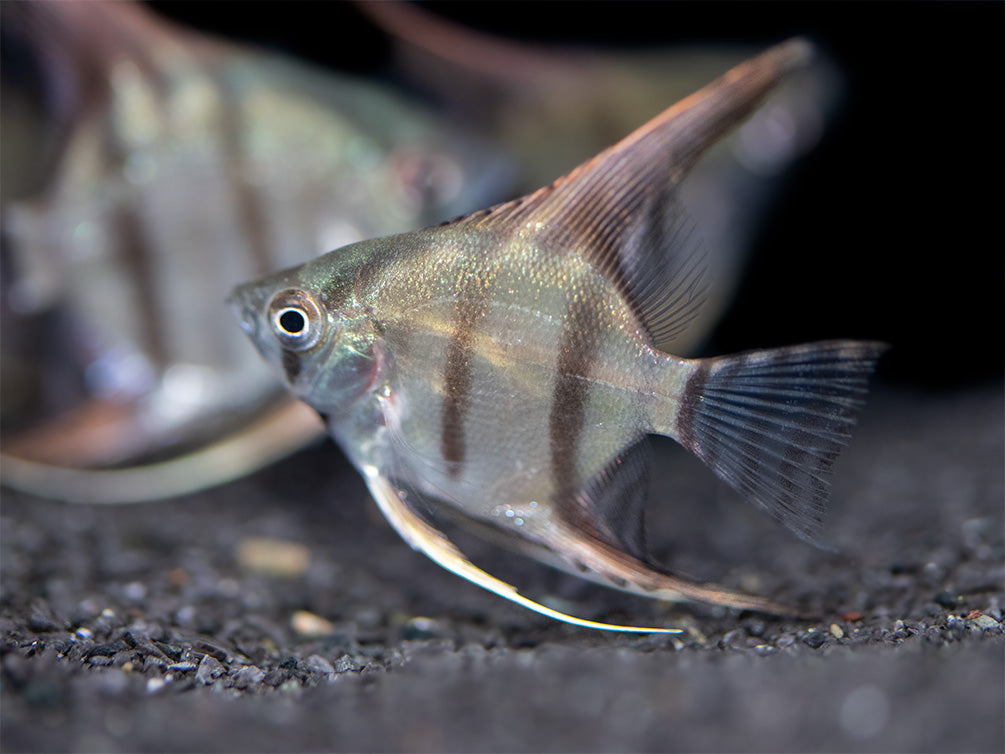 Redback Amapa Angelfish (Pterophyllum scalare) - TANK-BRED!!!