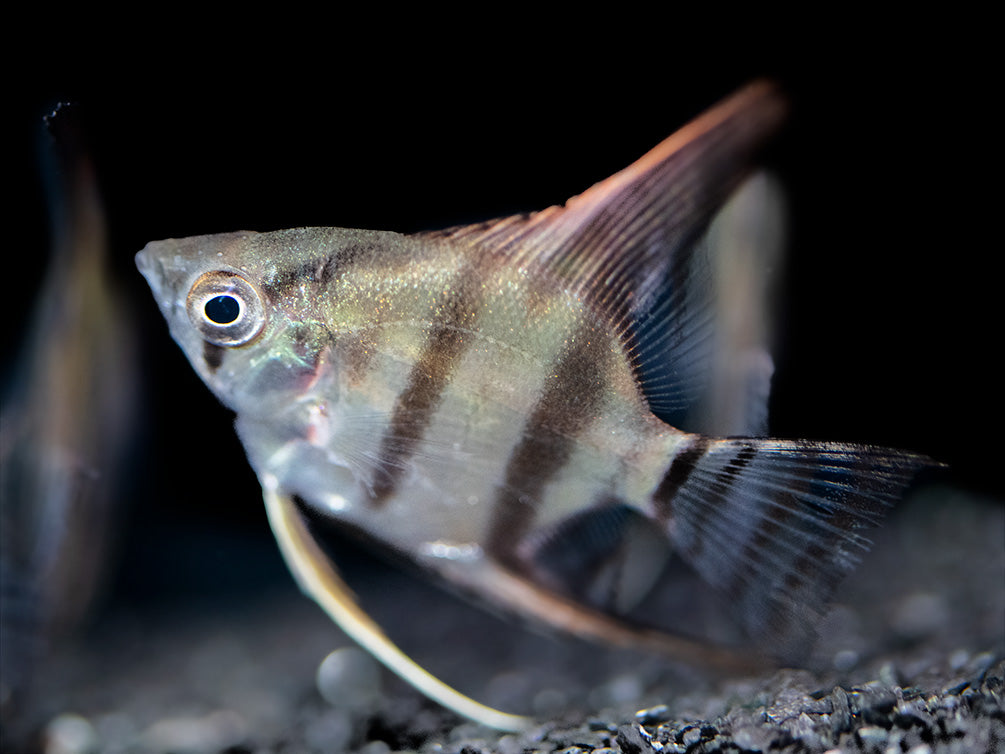 Redback Amapa Angelfish (Pterophyllum scalare) - TANK-BRED!!!