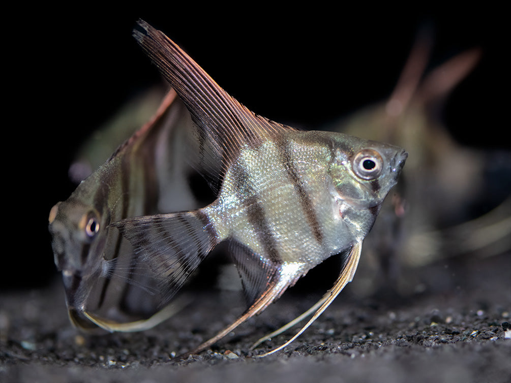 Redback Amapa Angelfish (Pterophyllum scalare) - TANK-BRED!!!