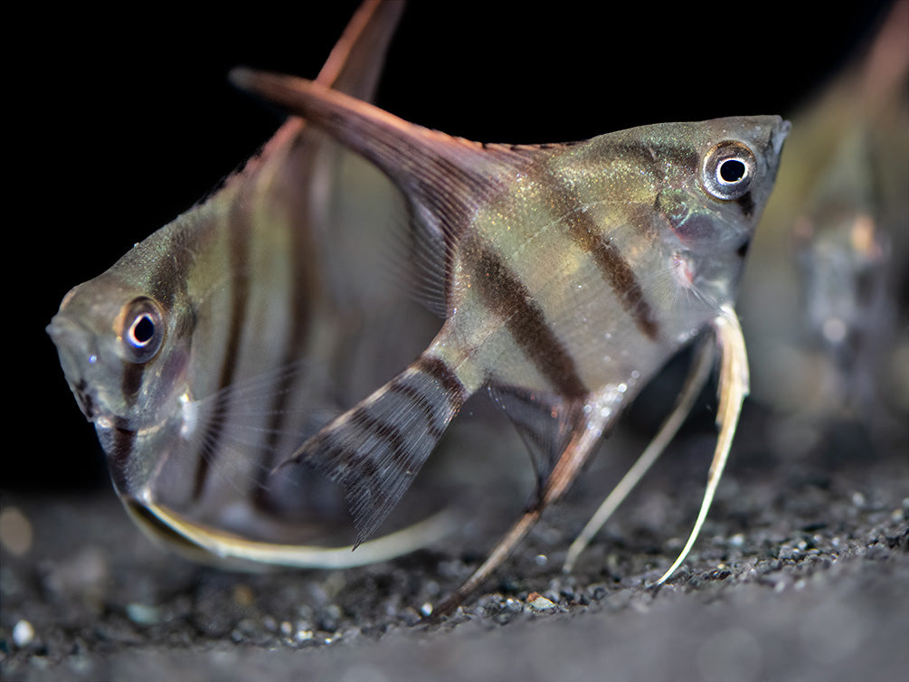 Redback Amapa Angelfish (Pterophyllum scalare) - TANK-BRED!!!