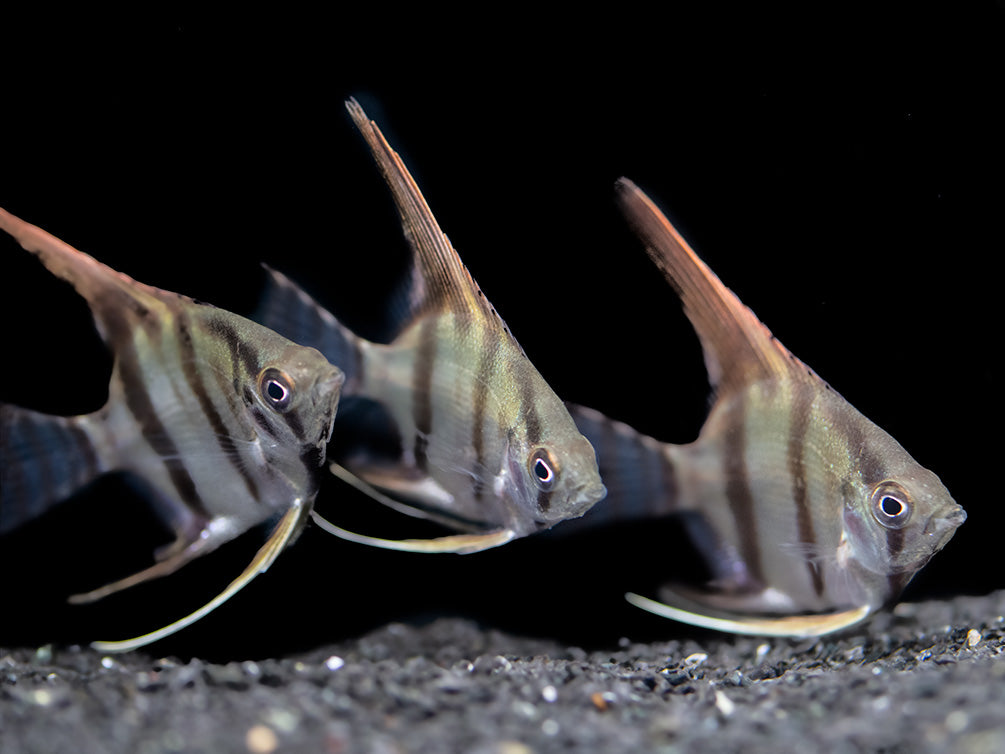 Redback Amapa Angelfish (Pterophyllum scalare) - TANK-BRED!!!