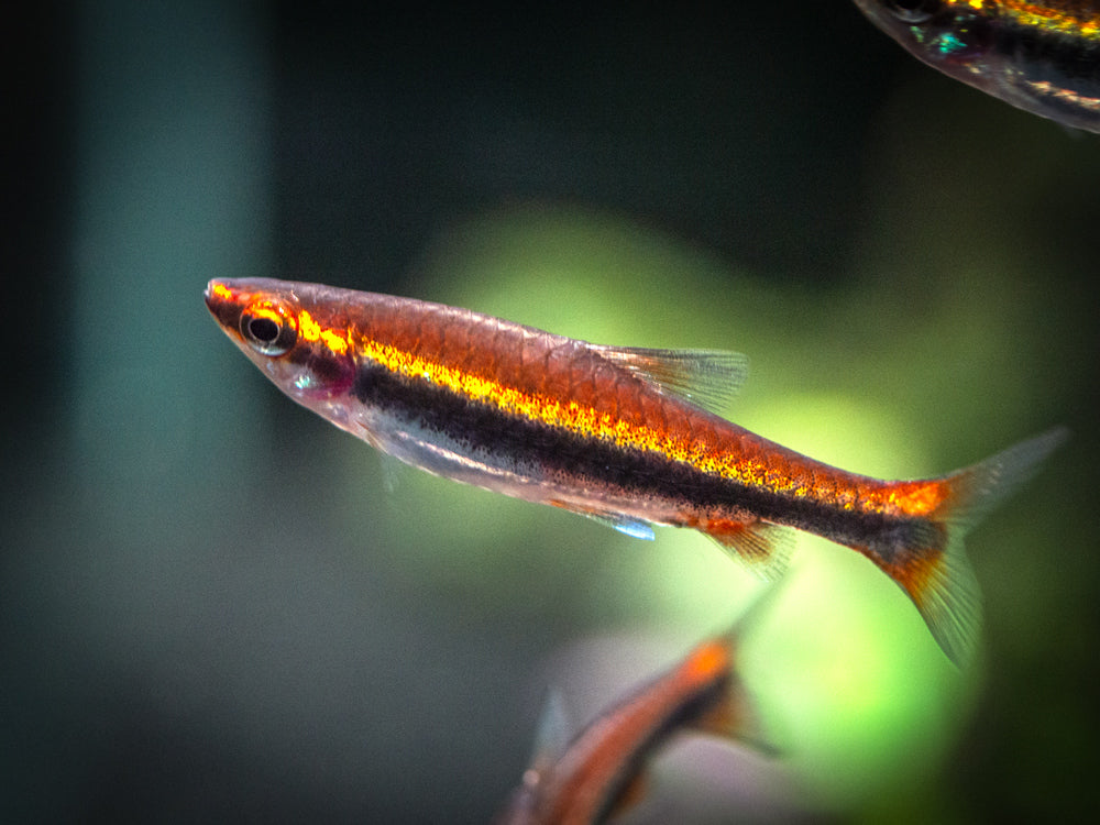 Red Beckford's Pencilfish (Nannostomus beckfordi var. "Red"), Tank-Bred