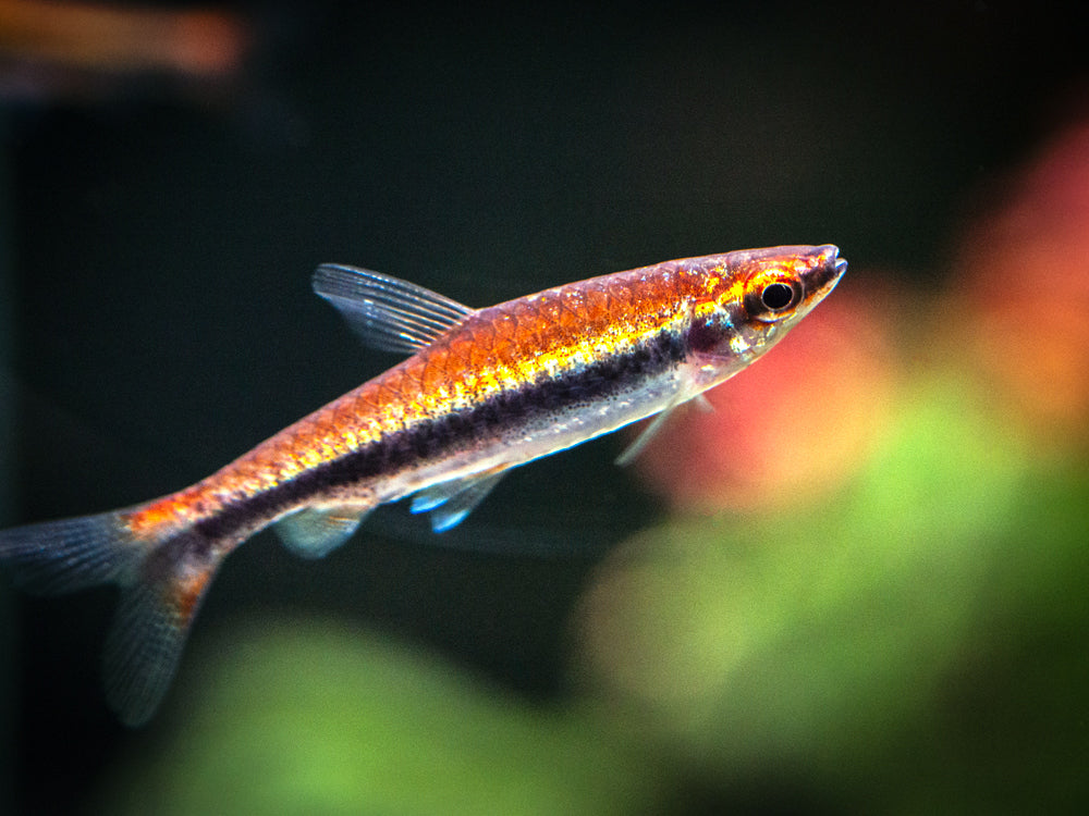 Red Beckford's Pencilfish (Nannostomus beckfordi var. "Red"), Tank-Bred