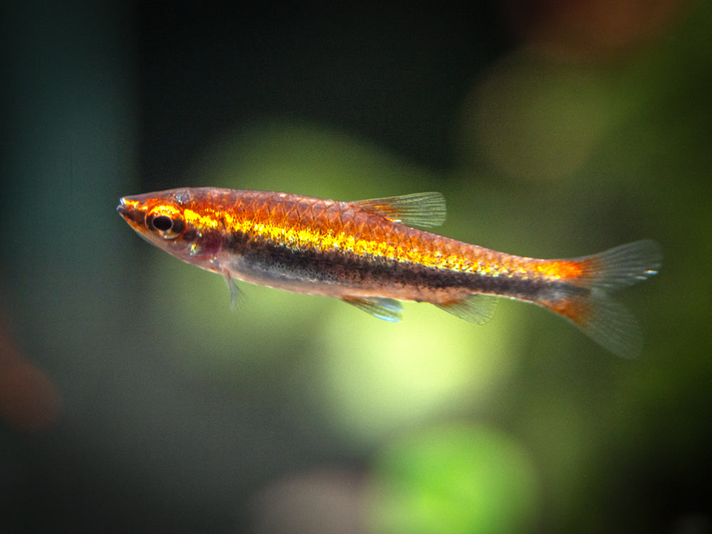 Red Beckford's Pencilfish (Nannostomus beckfordi var. "Red"), Tank-Bred