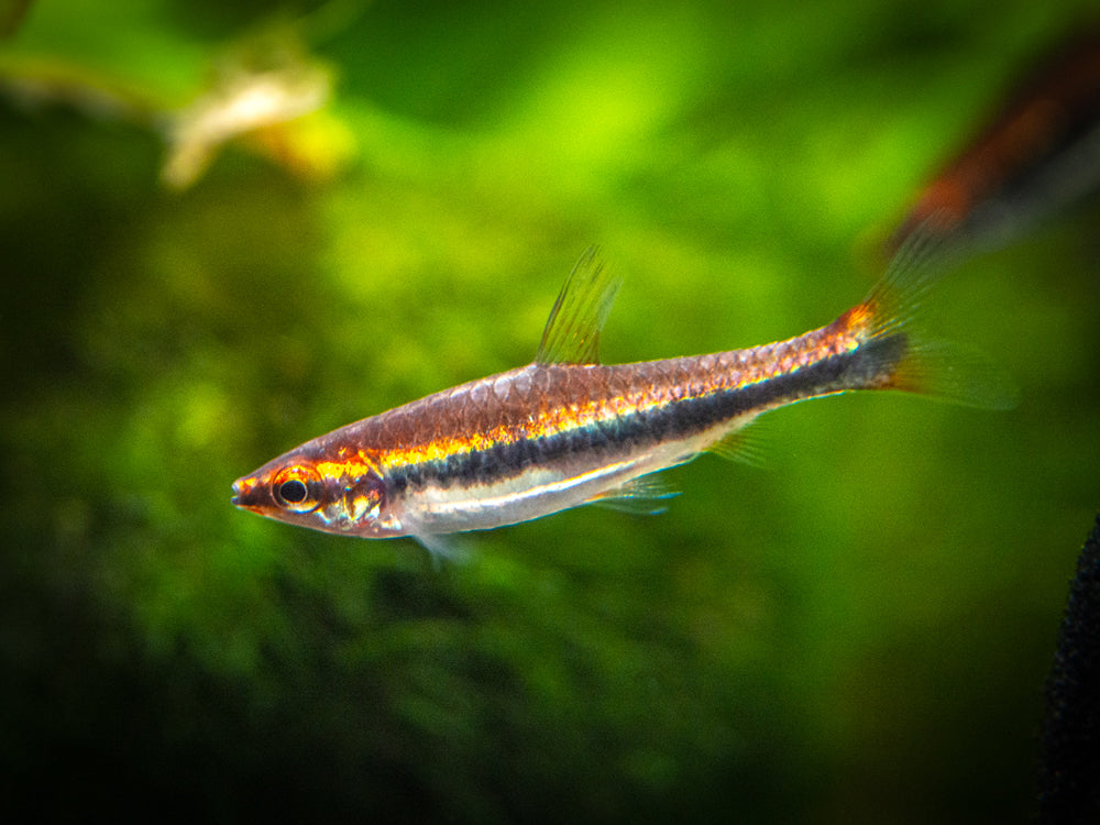 Red Beckford's Pencilfish (Nannostomus beckfordi var. "Red"), Tank-Bred