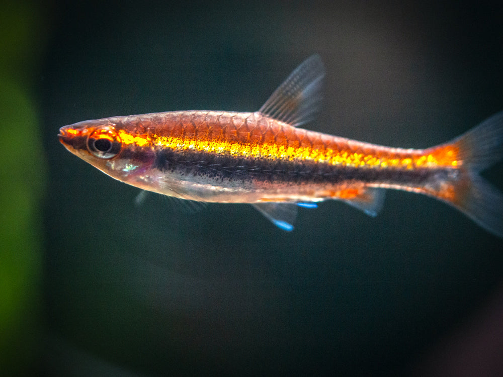 Red Beckford's Pencilfish (Nannostomus beckfordi var. "Red"), Tank-Bred