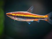 Red Beckford's Pencilfish (Nannostomus beckfordi var. "Red"), Tank-Bred