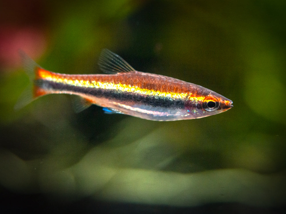 Red Beckford's Pencilfish (Nannostomus beckfordi var. "Red"), Tank-Bred