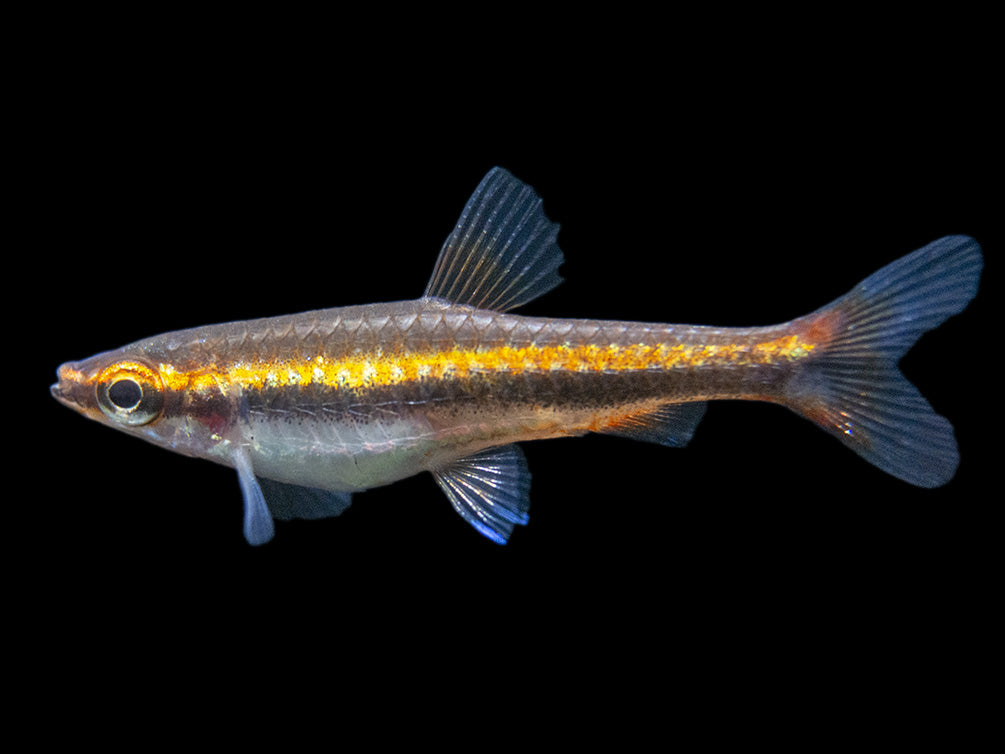 Red Beckford's Pencilfish (Nannostomus beckfordi var. "Red"), Tank-Bred