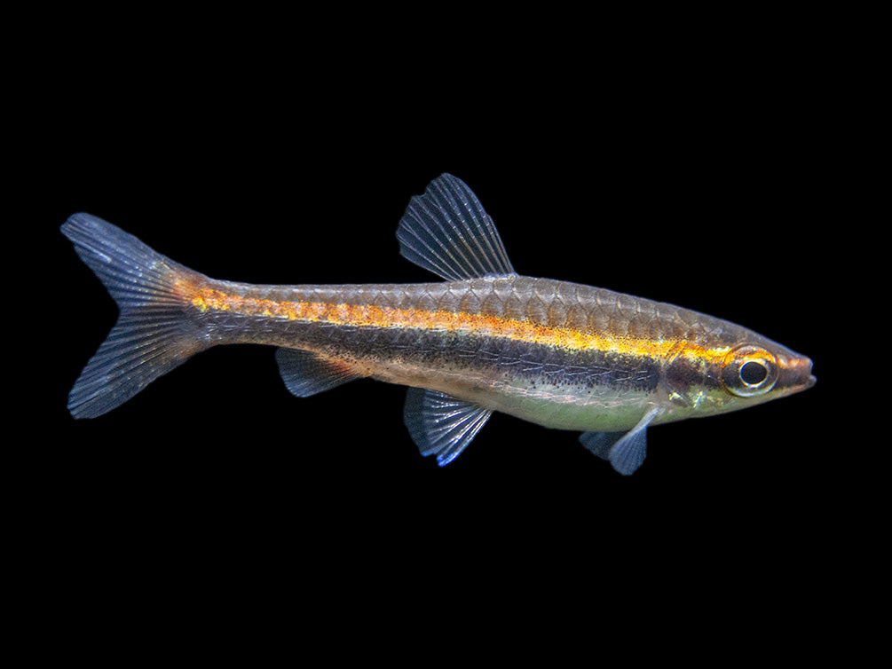 Red Beckford's Pencilfish (Nannostomus beckfordi var. "Red"), Tank-Bred