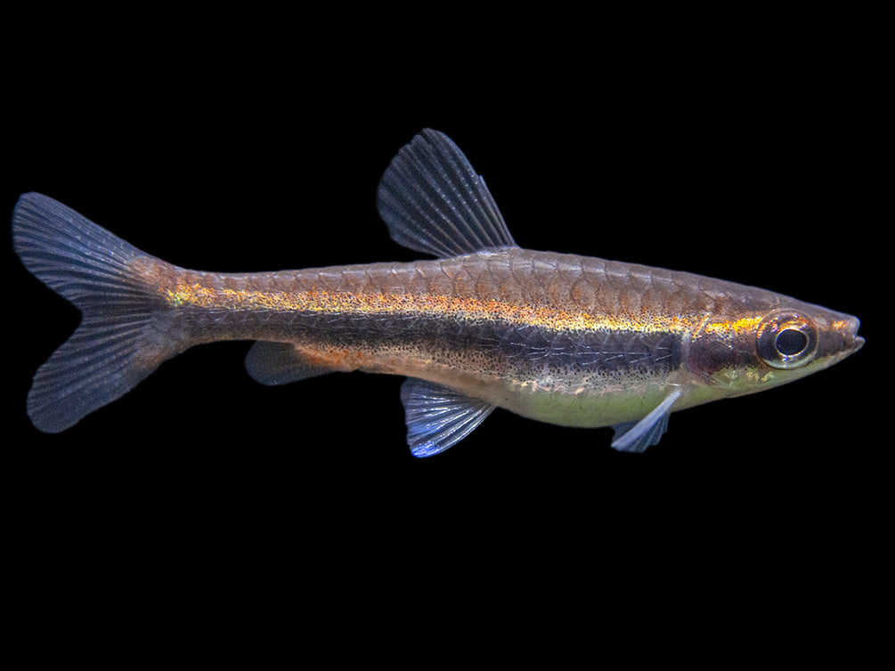 Red Beckford's Pencilfish (Nannostomus beckfordi var. "Red"), Tank-Bred