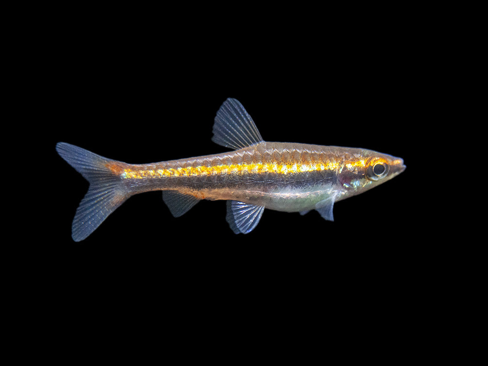 Red Beckford's Pencilfish (Nannostomus beckfordi var. "Red"), Tank-Bred