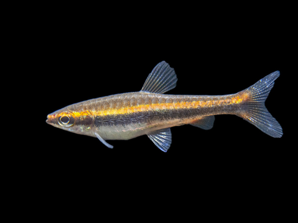 Red Beckford's Pencilfish (Nannostomus beckfordi var. "Red"), Tank-Bred