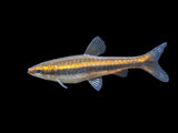 Red Beckford's Pencilfish (Nannostomus beckfordi var. 