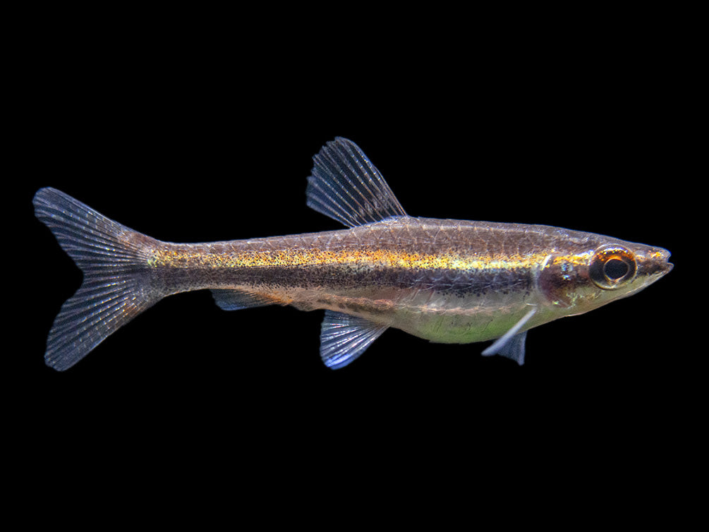 Red Beckford's Pencilfish (Nannostomus beckfordi var. "Red"), Tank-Bred