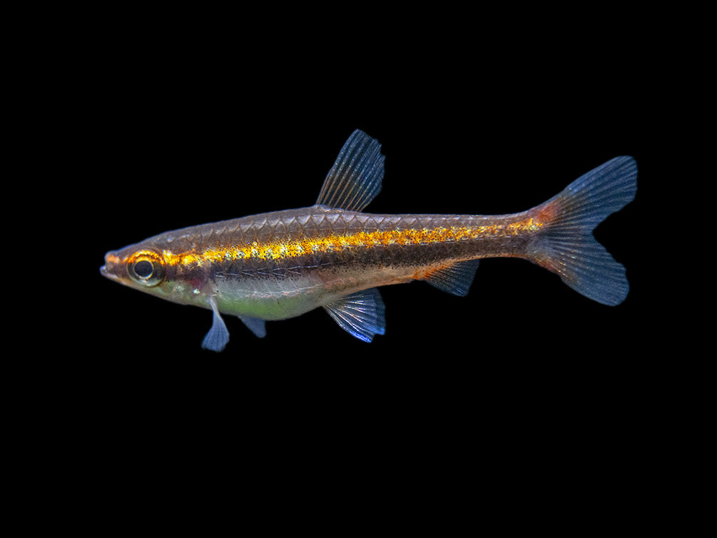 Red Beckford's Pencilfish (Nannostomus beckfordi var. "Red"), Tank-Bred