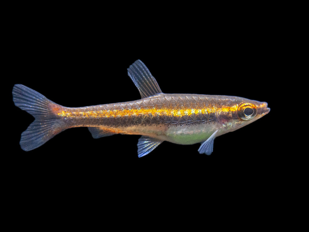 Red Beckford's Pencilfish (Nannostomus beckfordi var. "Red"), Tank-Bred