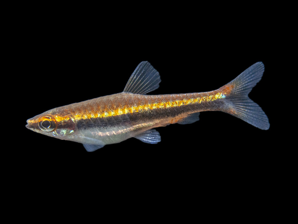 Red Beckford's Pencilfish (Nannostomus beckfordi var. "Red"), Tank-Bred