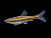Red Beckford's Pencilfish (Nannostomus beckfordi var. 