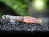 Red Belted Goby (Sicyopus zosterophorus)