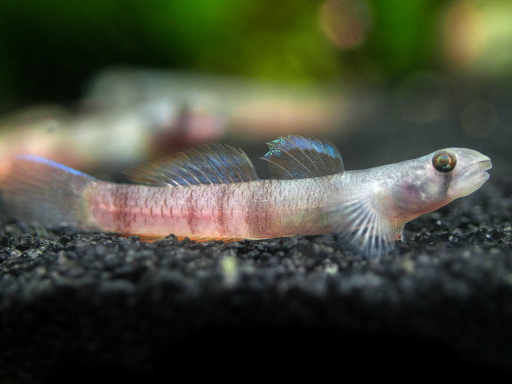 Red Belted Goby (Sicyopus zosterophorus)