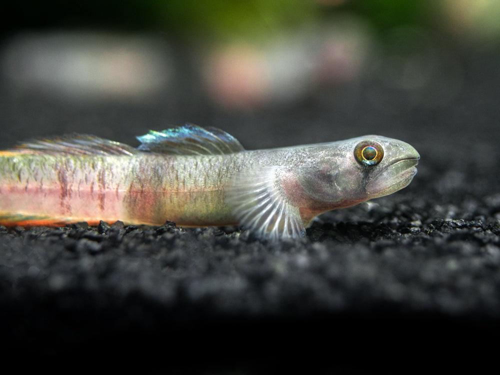 Red Belted Goby (Sicyopus zosterophorus)